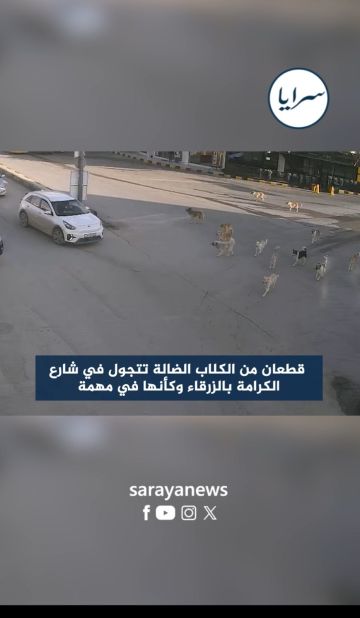 بالفيديو : قطعان من الكلاب الضالة تتجول في شارع الكرامة بالزرقاء وكأنها في مهمة بالفيديو : قطعان من الكلاب الضالة تتجول في شارع الكرامة بالزرقاء وكأنها في مهمة