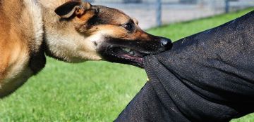 ضبط شخص تعدى على كلب ضال بالقاهرة بعد انتشار فيديو على مواقع التواصل