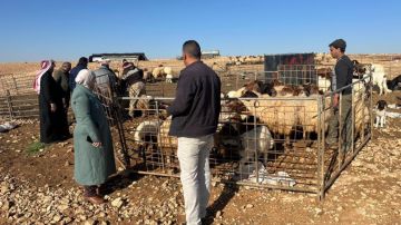 ترقيم 25 ألف رأس من الضأن والماعز بالبادية الشمالية الغربية