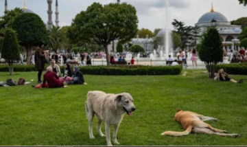 جدل واسع حول تشريع (القتل الرحيم) للكلاب الضالة في تركيا جدل واسع حول تشريع (القتل الرحيم) للكلاب الضالة في تركيا