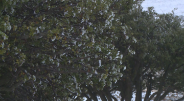 وزارة الزراعة: الهطولات المطرية مبشرة حتى الآن وتنعكس إيجابا على القطاع الزراعي