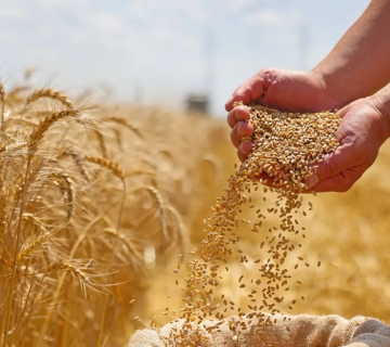 تثبيت سعر بيع طن الشعير لجميع مربي الثروة الحيوانية والشركات المستوردة تثبيت سعر بيع طن الشعير لجميع مربي الثروة الحيوانية والشركات المستوردة