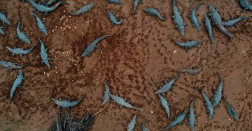 سلطات الاحتلال تتذرع بالأمن لإعدام مئات التماسيح في غور الأردن سلطات الاحتلال تتذرع بالأمن لإعدام مئات التماسيح في غور الأردن