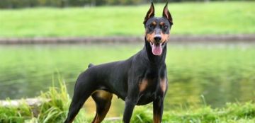 أيقظه في الوقت المناسب.. كلب ينقذ صاحبه من حريق! أيقظه في الوقت المناسب.. كلب ينقذ صاحبه من حريق!