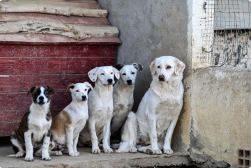 الأردن.. قطيع كلاب يهاجم فتى ويصيبه بجروح بالغة في جرش