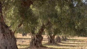 إدراج شجرة المهراس على قائمة التراث الثقافي العالمي