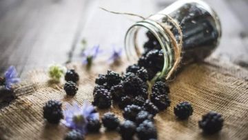 توت شتوي يحارب نزلات البرد ويعزز المناعة توت شتوي يحارب نزلات البرد ويعزز المناعة