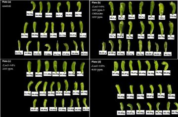  شومان تدعم مشروعا ابتكاريا للمركز الوطني للبحوث الزراعية