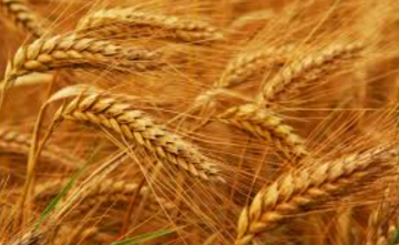 مجلس الوزراء يوافق على خطة شراء القمح والشعير لعام 2026 لضمان الأمن الغذائي مجلس الوزراء يوافق على خطة شراء القمح والشعير لعام 2026 لضمان الأمن الغذائي