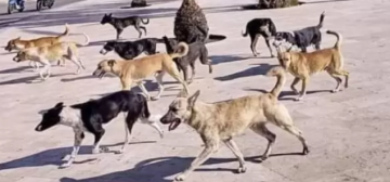 قطيع كلاب يهاجم فتى ويصيبه بجروح بالغة في جرش