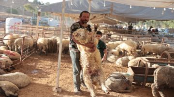 الزراعة: استقرار أسعار الأضاحي المحلية وارتفاع المستوردة في عيد الأضحى