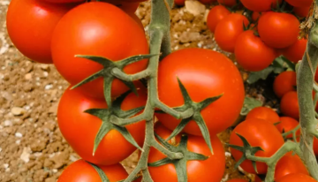 استئناف تصدير البندورة الأردنية إلى السعودية