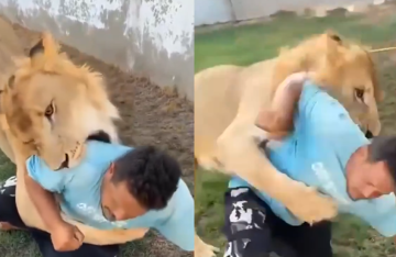 عقب مشاهد أثارت غضبا عارما.. عامل مصري يوضح تفاصيل فيديو إطلاق الأسد نحوه في ليبيا (فيديوهات)