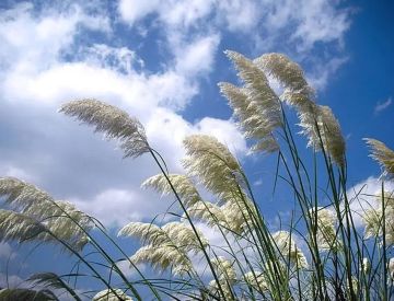 الجمعة ..أجواء صيفية معتدلة الجمعة ..أجواء صيفية معتدلة