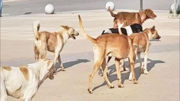 لماذا لا تتعامل وزارة الإدارة المحلية مع ملف الكلاب الضالة لماذا لا تتعامل وزارة الإدارة المحلية مع ملف الكلاب الضالة