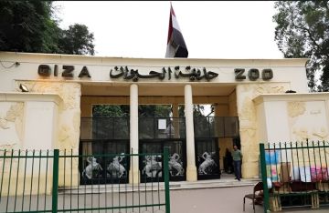 طبقنا القتل الرحيم.. أزمة في مصر بسبب إعدام حيوانات أكبر حدائقها