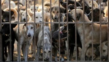 اتفاقية لترقيم الكلاب الضالة وتعقيمها وزرع شرائح إلكترونية لتتبعها