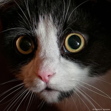 القبض على سفاح القطط في إربد بعد فيديو صادم أثار غضبا واسعا