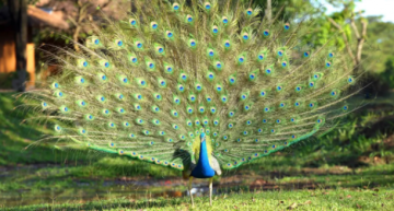 اعتقال رجل ذبح وأكل طاووسين انتقاما من جارته اعتقال رجل ذبح وأكل طاووسين انتقاما من جارته