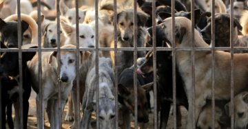 اتفاقية لترقيم الكلاب الضالة وتعقيمها وزرع شرائح إلكترونية لتتبعها