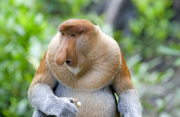 أبشع حيوان في العالم.. سر مظهره الغريب!