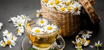 تحسن النوم وتخفض ضغط الدم.. فوائد رائعة لعشبة البابونج تحسن النوم وتخفض ضغط الدم.. فوائد رائعة لعشبة البابونج