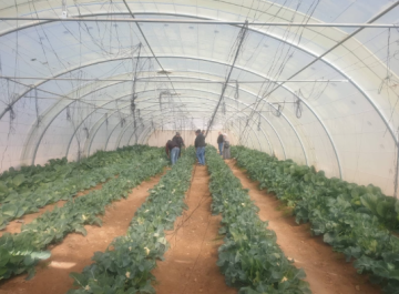 زراعة الطفيلة تدعو المزارعين لحراثة أراضيهم للاستفادة من مياه الأمطار