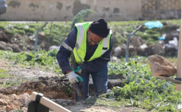  الإدارة المحلية توجه البلديات لغرس 250 ألف شجرة بحملة التشجير والتخضير