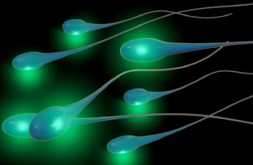 ساعة شيخوخة خفية في الحمض النووي الريبوزي للحيوانات المنوية