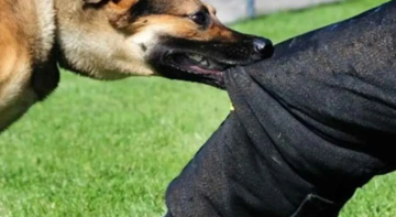 الأردن.. الأمن ينفي وفاة طفلة في إربد جراء عقر كلاب