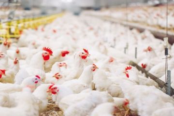 ضربة لسوق الدواجن