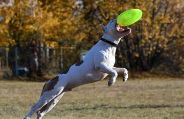 ألمانيا .. كلب بولدوغ يمزق صاحبه حتى الموت