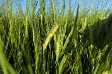 دعوة إلى التوسع بزراعة المحاصيل الحقلية الأساسية