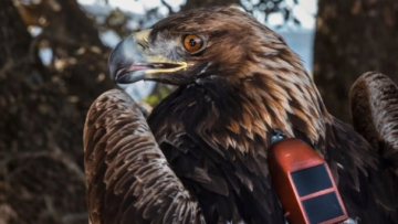 دراسة: اضطراب غير مسبوق في حياة النسور بسبب التدخل البشري دراسة: اضطراب غير مسبوق في حياة النسور بسبب التدخل البشري