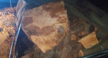 ضبط ثلاث مركبات محملة بالأحطاب في أحراش جرش