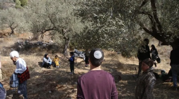  إسرائيل تقتلع 884 شجرة زيتون وتسرق 360 رأس ماشية بأسبوع في الضفة