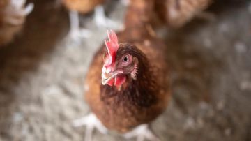 الصناعة والتجارة: لدينا فائض في إنتاج الدجاج والأسعار مستقرة الصناعة والتجارة: لدينا فائض في إنتاج الدجاج والأسعار مستقرة