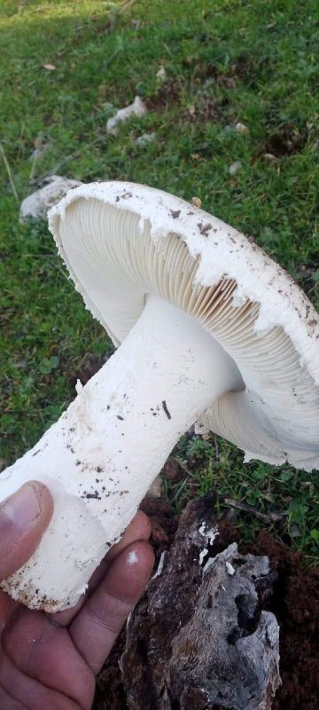 تحذيرات من تناول الفطر البري قبل فحصه