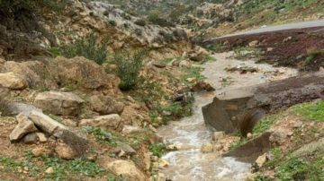 زراعة إربد: الهطولات المطرية دفعة قوية للقطاع الزراعي