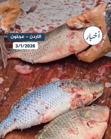 بالفيديو .. إقبال على شراء سمك البلطي الطازج بمحافظة عجلون