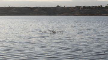 وزارة المياه: قرب فيضان سد زرقاء ماعين