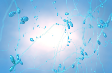 اختراق طبي .. أول إنتاج صناعي لمركب فطري واعد ضد السرطان