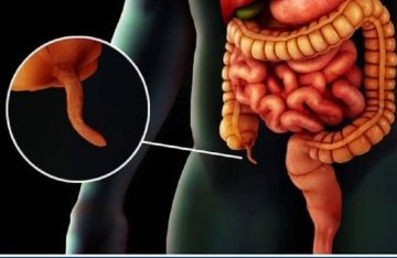 اكتشاف وظائف خفية للزائدة الدودية وتأثيرها على صحة الجسم
