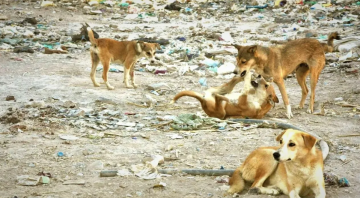 كلب ضال ينهش إذن طفل في إربد كلب ضال ينهش إذن طفل في إربد