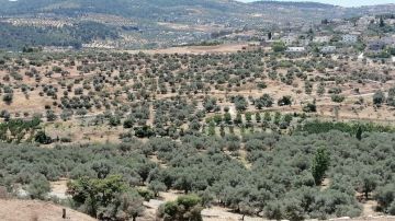 مديرية زراعة جرش: الهطولات المطرية عززت الإنبات الطبيعي وتجدد الغابات في جرش مديرية زراعة جرش: الهطولات المطرية عززت الإنبات الطبيعي وتجدد الغابات في جرش