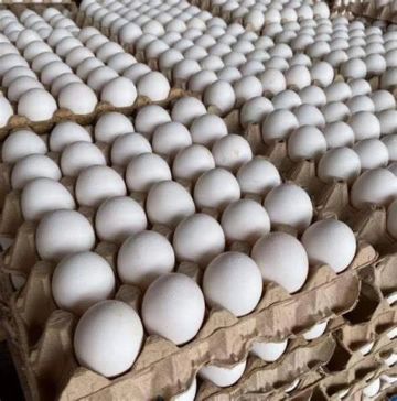 انخفاض إنتاج بيض المائدة 4.8 العام الماضي