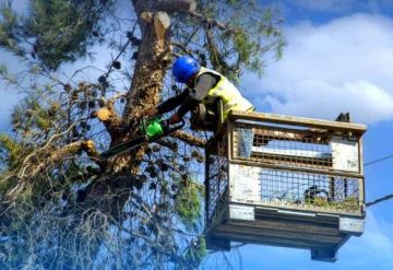 مديرية الحراج تقلم 100 ألف شجرة لمنع تعارضها مع شبكات الكهرباء مديرية الحراج تقلم 100 ألف شجرة لمنع تعارضها مع شبكات الكهرباء