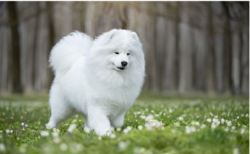 مواطن يوثق عقد رعاية صحية سنوية لكلبه بقيمة 750 دينارا