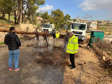 جرش: سقوط شجرة معمرة على عامود كهرباء في دير الليات