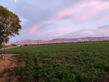 دعوة للمزارعين للتحوط من تشكل الصقيع دعوة للمزارعين للتحوط من تشكل الصقيع